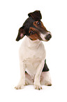 Jack-Russell-Dachshund-Mongrel