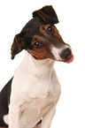 Jack-Russell-Dachshund-Mongrel