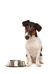 Jack-Russell-Dachshund-Mongrel