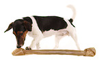 Jack-Russell-Dachshund-Mongrel