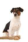 Jack-Russell-Dachshund-Mongrel