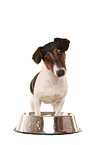 Jack-Russell-Dachshund-Mongrel