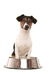 Jack-Russell-Dachshund-Mongrel