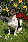 Jack-Russell-Dachshund-Mongrel