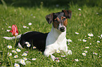 Jack-Russell-Dachshund-Mongrel