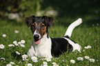 Jack-Russell-Dachshund-Mongrel