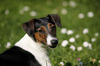 Jack-Russell-Dachshund-Mongrel