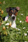 Jack-Russell-Dachshund-Mongrel