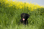 mongrel portrait