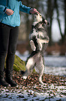 mongrel shows trick