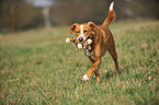 playing mongrel