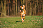 running mongrel