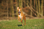 running mongrel