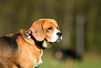 Beagle-Mix Portrait