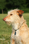 mongrel portrait