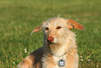 mongrel portrait