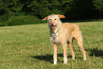 mongrel