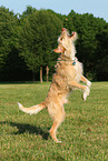 jumping mongrel