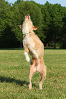 jumping mongrel