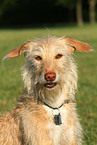 mongrel portrait