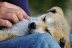 sleeping mongrel puppy