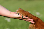 mongrel paw