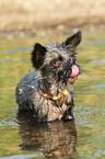 bathing mongrel