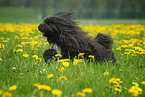 running mongrel