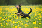 running mongrel