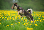 running mongrel