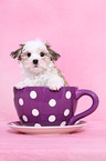 mongrel puppy