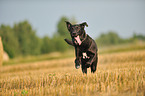 running mongrel