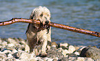 playing mongrel