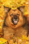 mongrel portrait