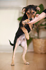 mongrel puppy
