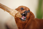 dog with bone