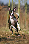 running mongrel