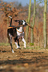 playing mongrel