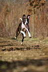 running mongrel