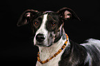 mongrel portrait