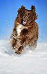 running mongrel
