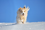 running mongrel