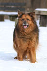 standing mongrel in the snow