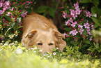 mongrel