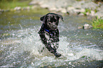 splashing mongrel