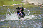 splashing mongrel