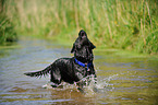 bathing mongrel