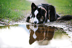 lying mongrel