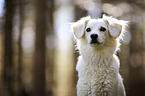 mongrel portrait