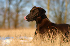 mongrel portrait